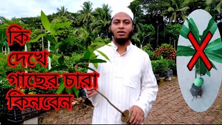 কি দেখে গাছের চারা কিনবেন / Which charecteristics should be considered for buying tree sapling