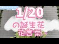 【園芸のぶチャンネル】1/20の誕生花と花言葉【１月】【２０日】【ガーデニング】【雑学】【トリビア】【ストック】【アラセイトウ】