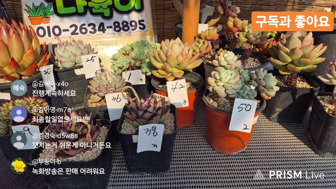 2026년3월8일  자리빼기 다육이 판매