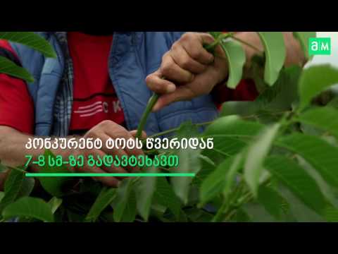 მწვანე ოპერაციები კაკლის 4 წლიანი ბაღისთვის