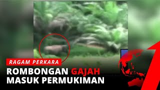 Rombongan Gajah Liar Masuk Permukiman Warga | Ragam Perkara tvOne