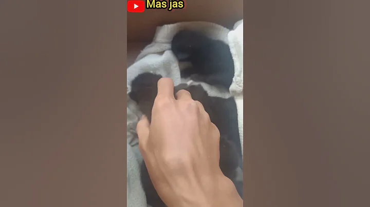 Watch the video about Funny baby persian BLACK CAT #shorts #cats #catlover #catvideos #funnycats