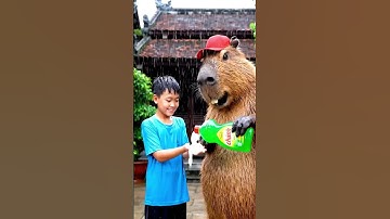 Anh em Capy vua tiết kiệm #capybara #vuive #giaitri #cuocsongcuacapy