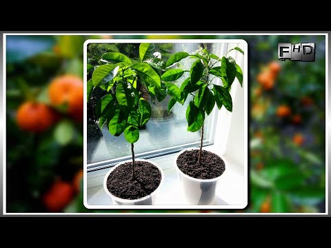 Vídeo: Com Cultivar Flors En Contenidors