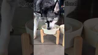 POV: You thought dog was picky. Turns out she was just waiting for the RIGHT pet food