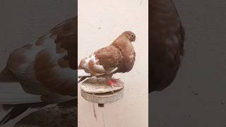 حمام كناريوCanario Pigeon pigeon pigeonpigeon birds