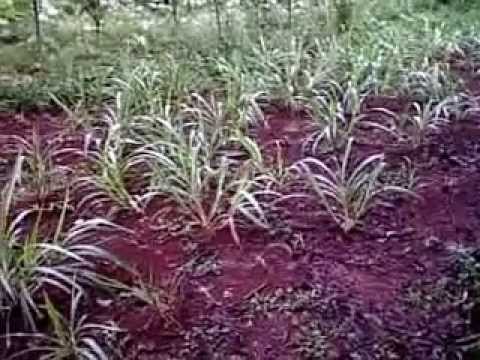 rumput king grass pakan sapi doovi rumput king grass pakan sapi doovi