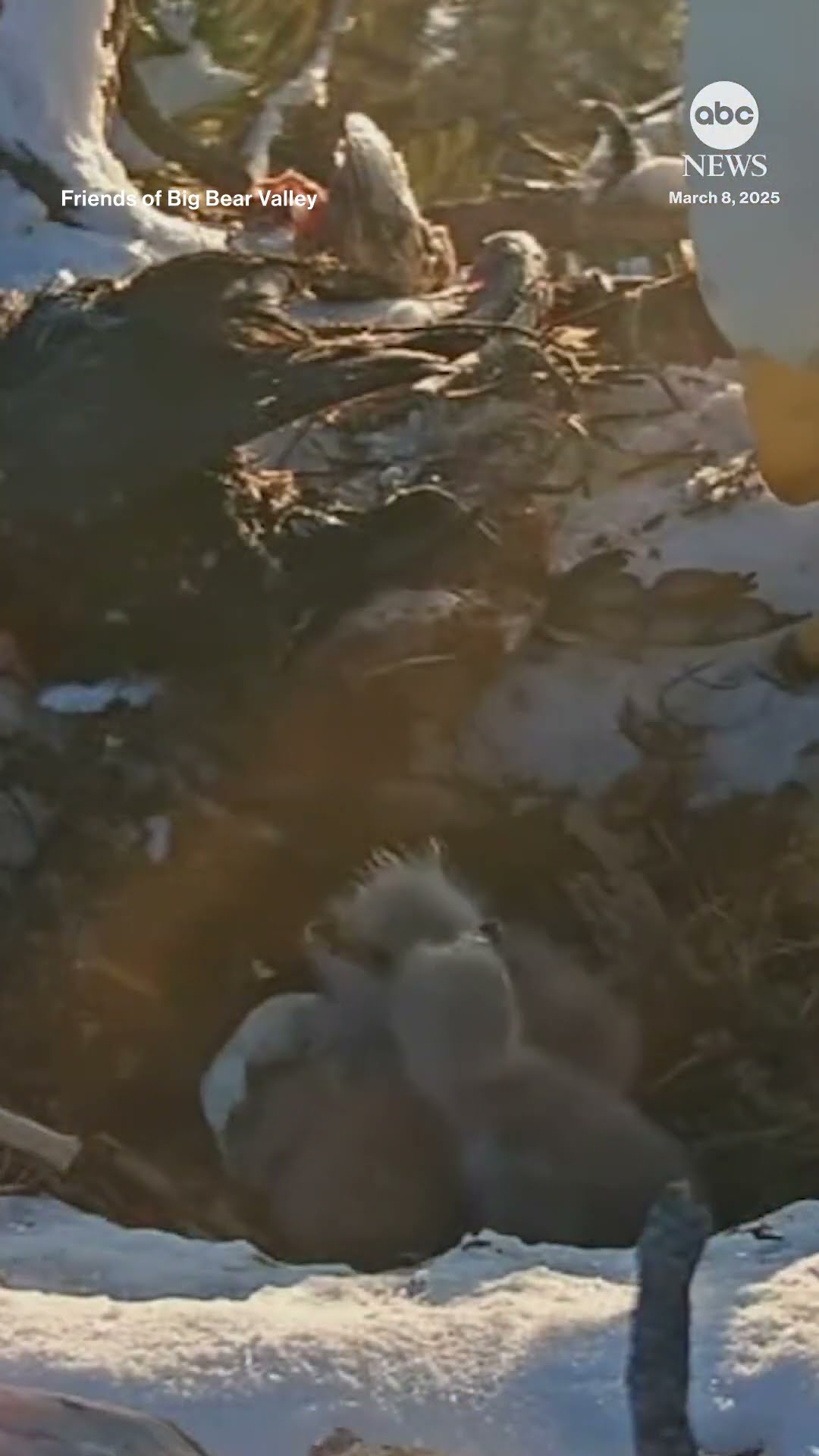 Viral bald eagle couple welcomes third baby to nest