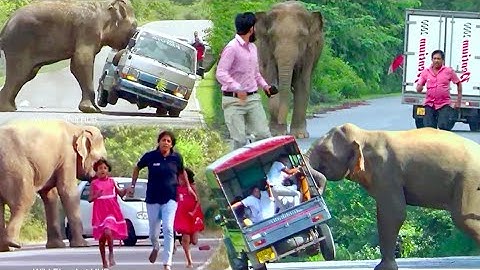 World Most Terrible Elephant Attack Encounter.