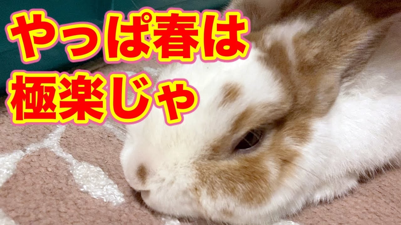 お家遊びで運動不足なうさぎを解消したあげたい Youtube お家遊びで運動不足なうさぎを解消したあげたい Youtube