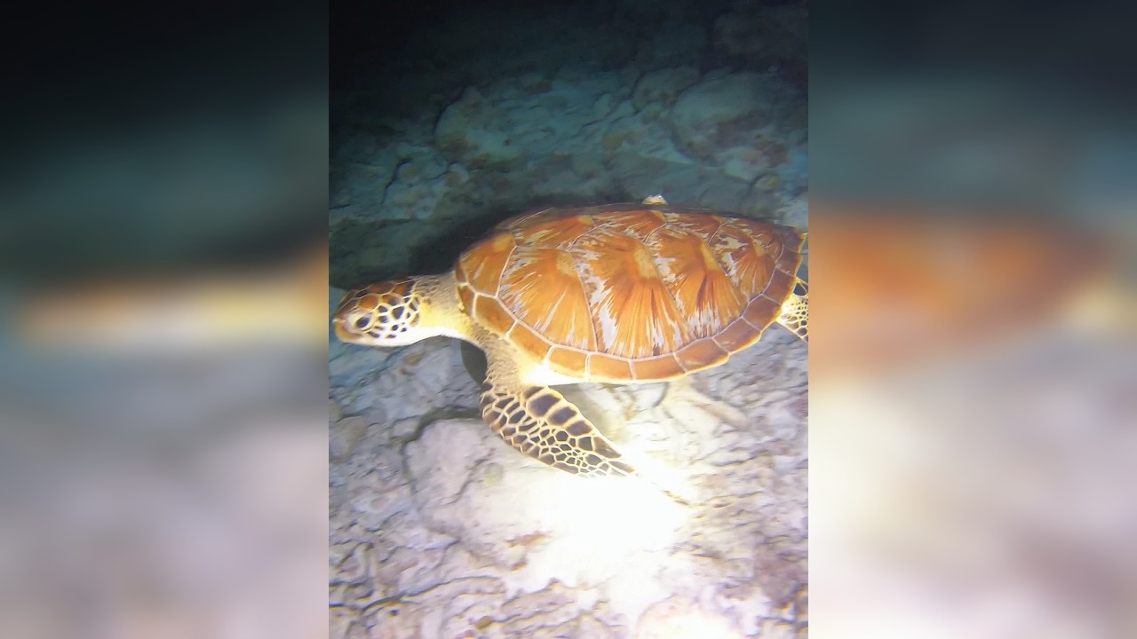 渔民赶海能捞点啥海货