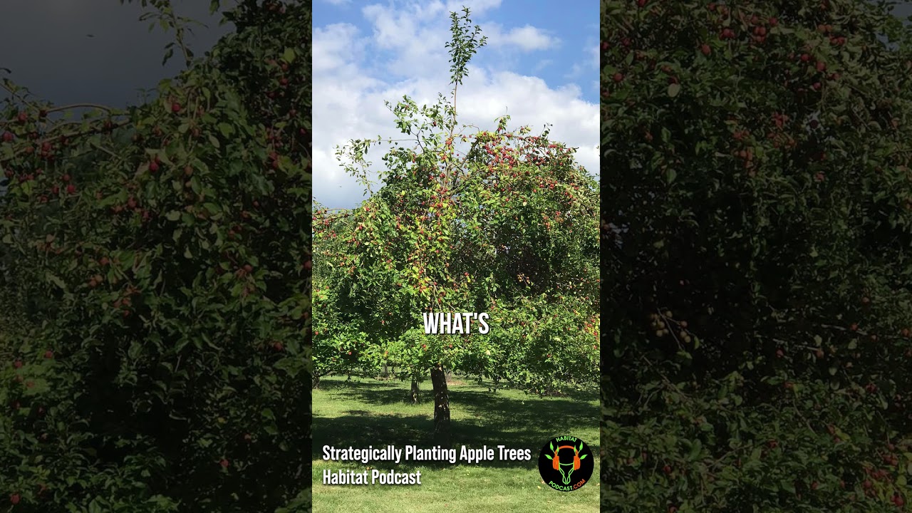 Strategically Planting Apple Trees 