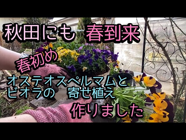 【お値下】オステオスペルマムとビオラの花籠 ＊ 寄せ植え オステオスペルマム、ビオラの寄せ植え】【ももいろハート、アズーロ