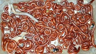 Thousands Of Red Millipede Bugs In The Banana Farm | Bugs | Red Worms | Color Bugs | Sann Pisetha