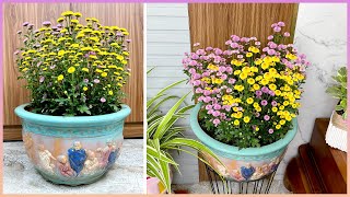 Your home space will become lively and eye catching with this type of flower by Great Gardening 3,965 views 1 month ago 7 minutes, 22 seconds