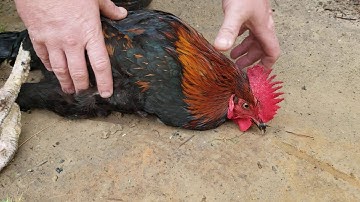 How to hypnotize a rooster! Rooster Hypnotized! DIY! Hypnosis line