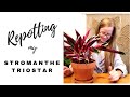 HOW TO REPOT A STROMANTHE TRIOSTAR