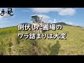 コンバインの刈り取り部にワラが詰まって大惨事　倒伏の稲刈りは注意してください！