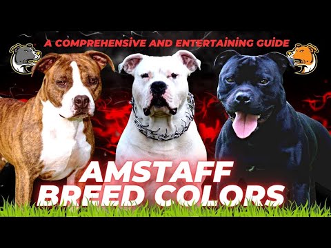 Video: Su guía de colores de Bull Terrier Coat