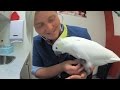 DJ The Sulphur Crested Cockatoo Visits Exotics Vet Dr Jayne Weller
