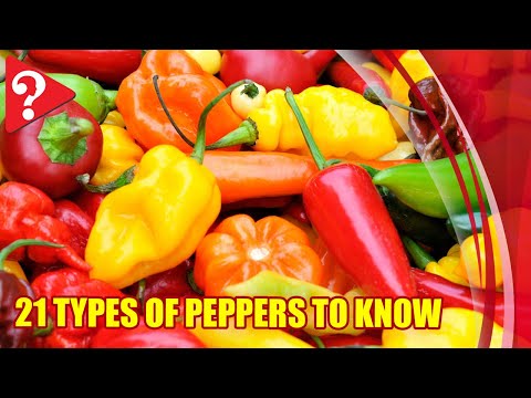 Video: Verschillende soorten paprika's - Leer over verschillende soorten paprika's