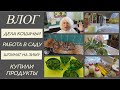 Дела кошачьи/Привожу в порядок клумбу/Заготовка шпината/Купили продукты/Домашний влог@SubTatiana