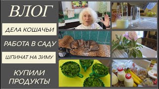 Дела кошачьи/Привожу в порядок клумбу/Заготовка шпината/Купили продукты/Домашний влог@SubTatiana