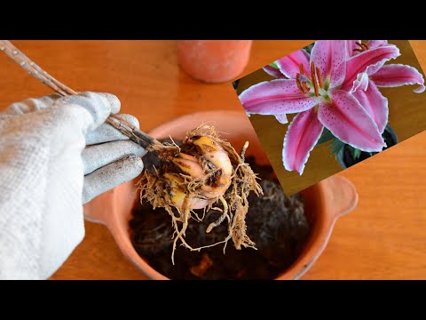 Video: Trasplante de bulbos de lirio - Consejos sobre cómo y cuándo mover los lirios en el jardín