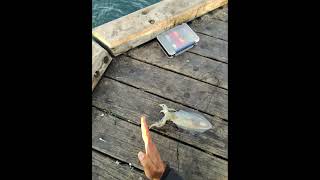 land-based squid fishing at Mornington Pier #morningtonpier #squidfishing #bigsquid #portphillipbay