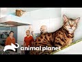 Diseño felino con estilo logra domesticar a gatos salvajes | Mi gato endemoniado | Animal Planet