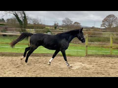 2019 KWPN mare