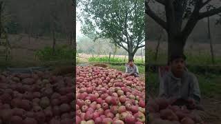 Apple Season In Kashmir Garden