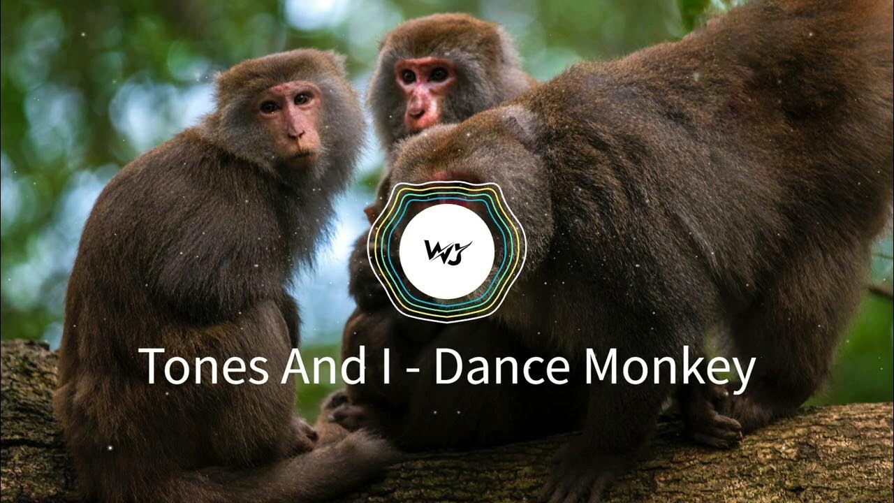 TONES AND I DANCE MONKEY (Visualizer) dance monkey visualization