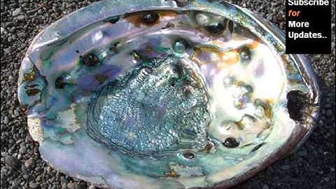 Abalone Shells Variety | Quality Shells