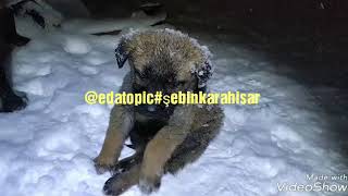 Karda Donmak Üzere Olan Murphy 0Cak2019