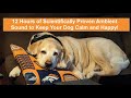 Antiseparationanxiety ambient household sounds for dogs  true black to prevent screen burn