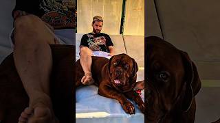 ¿Qué pasó con el perro de Messi, Hulk? #futbol #planetafutbol #fcbarcelona #football #realmadrid