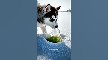 Husky saved the pear tree from drying up by watering it 😭 #ai #save #tree #husky