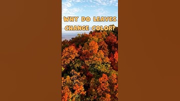 Why Do Leaves Change Color | Fall Science Explained #shorts