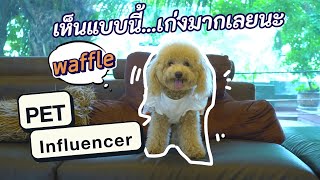 Pet Influencer | พุดเดิ้ล littlewafflepup