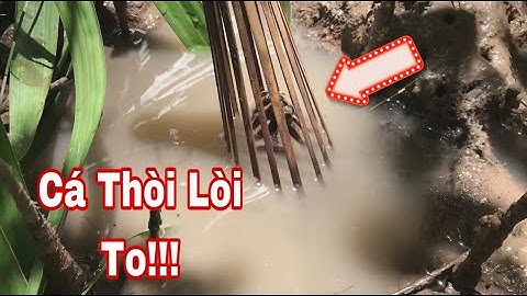 Có Rất Nhiều Hang Cá Thòi Lòi To Trong Khu Rừng. Kết Quả Bất Ngờ Khi Đặt Cá || @đoàn 39 Vlog