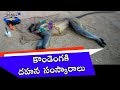 Funeral of langoor performed in Vikarabad