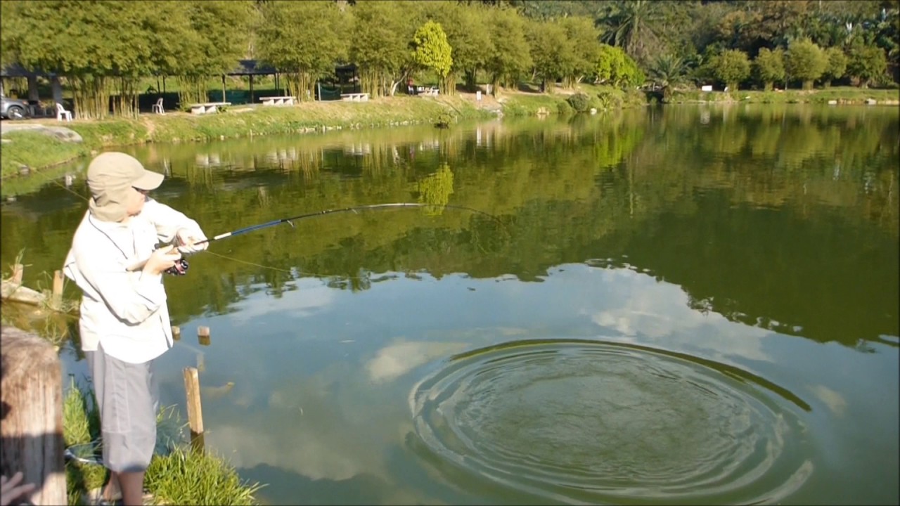 Fish Valley Semenyih Pacu no.2 (09.02.17) YouTube
