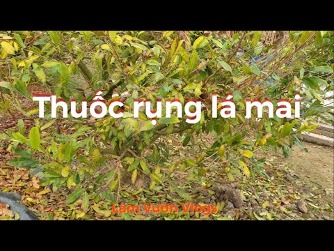 🍀 Review thuốc