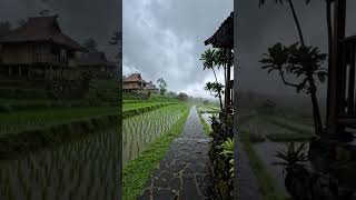 Heavy Rain Transforms the Village Into a Fresh and Living Paradise