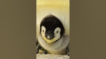 Chim cánh cụt hoàng đế | Động vật thú vị #Shorts