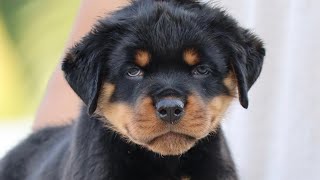 Adorable 50 Days Old Rottweiler Puppies | Playful Rottweiler Puppies | Chatty Rotty