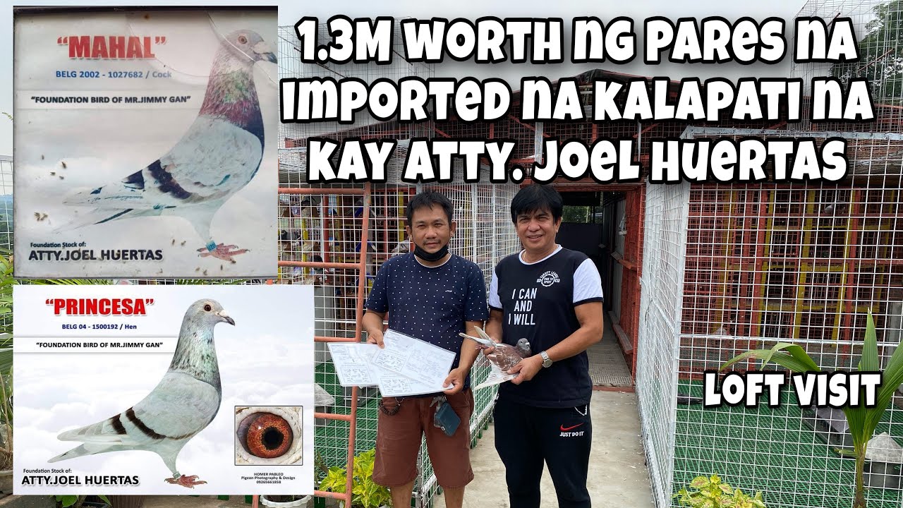 ATTY. JOEL HUERTAS, CHAMPION FANCIER NG ANTIPOLO CITY |Reggie Cruz Loft & Aviary