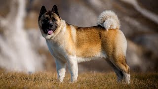 THE AMERICAN AKITA  'WOLF STOPPER'  Akita dog