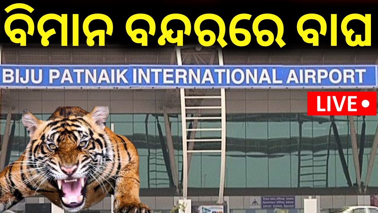 Live: ଭୁବନେଶ୍ୱର ବିମାନ ବନ୍ଦରରେ ବାଘ ! Leopard scare grips Bhubaneswar Airport again